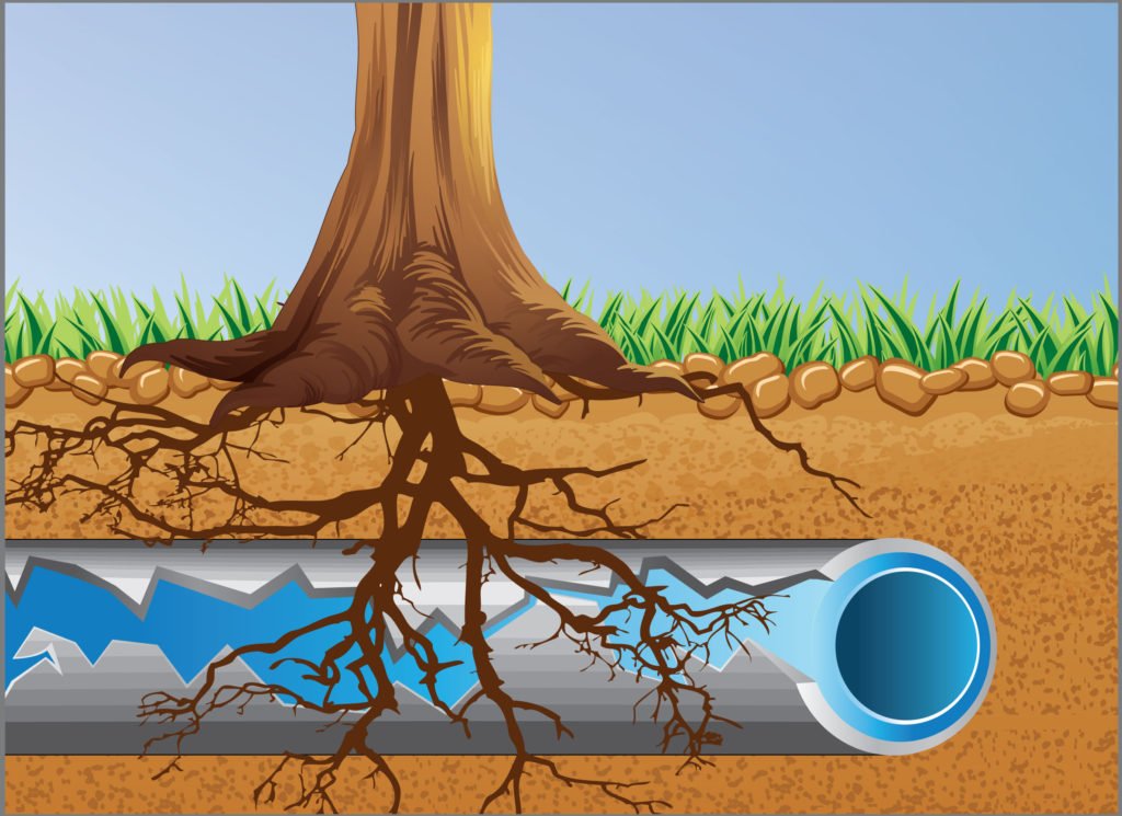 Tree Root Infiltration of Septic Systems